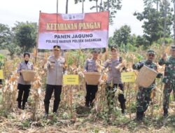 Dukung Ketahanan Pangan Nasional, Kapolres Madiun Panen Jagung