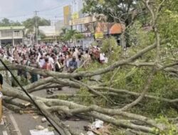 Pemalang “Berduka” Pohon Tumbang Jelang Sholat Ied