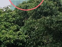 “Spiderman” Indonesia Beraksi Tanpa Jaring Laba-laba di Gedung Bertingkat Jakarta